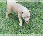 Small Photo #5 American Bully Puppy For Sale in RAEFORD, NC, USA