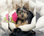 Small #13 Yorkshire Terrier