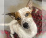 Small #1 Mutt