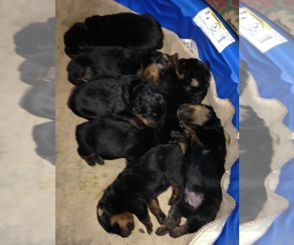 Medium Photo #1 Rottweiler Puppy For Sale in LANHAM, MD, USA