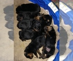 Small Photo #1 Rottweiler Puppy For Sale in LANHAM, MD, USA
