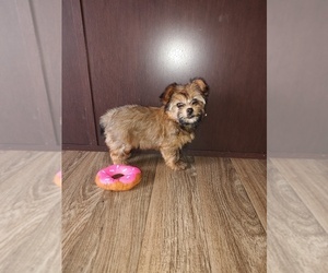 Yorkshire Terrier Puppy for sale in LAPEER, MI, USA