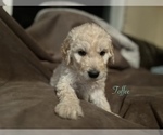 Small Photo #10 Goldendoodle Puppy For Sale in VANCOUVER, WA, USA
