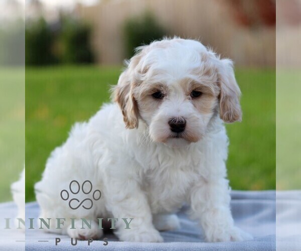 Medium Photo #4 Maltipoo Puppy For Sale in MANHEIM, PA, USA