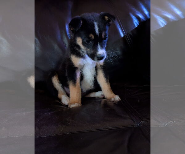 Medium Photo #3  Puppy For Sale in , 