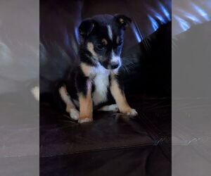 Mutt Dogs for adoption in Chinook, MT, USA