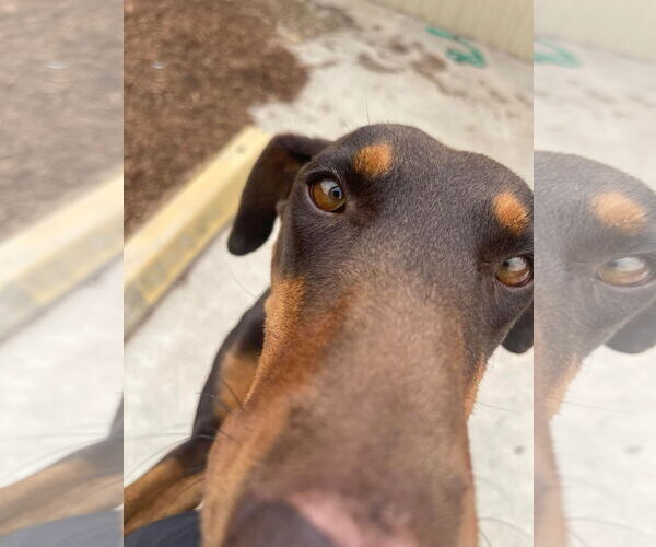 Medium Photo #2 Doberman Pinscher Puppy For Sale in Houston, TX, USA