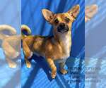 Small Chihuahua Mix