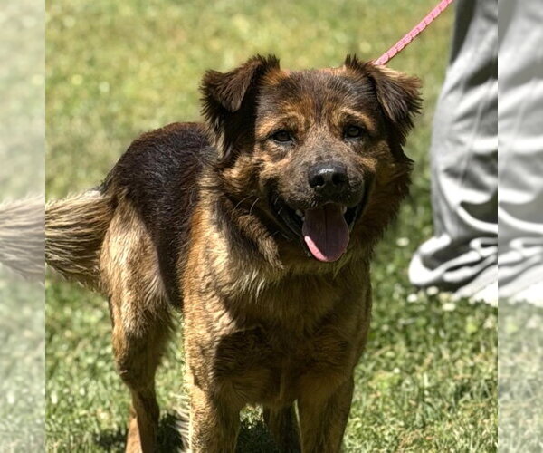 Medium Photo #1 German Shepherd Dog Puppy For Sale in Yardley, PA, USA