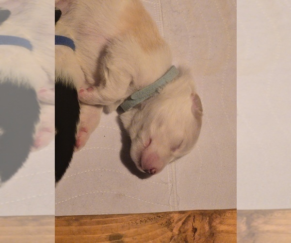 Medium Photo #7 English Shepherd Puppy For Sale in NEW CASTLE, IN, USA