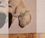 Small Photo #7 English Shepherd Puppy For Sale in NEW CASTLE, IN, USA