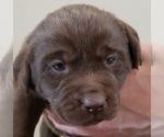 Small Photo #15 Labrador Retriever Puppy For Sale in OLYMPIA, WA, USA