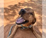Small Photo #186 Mutt Puppy For Sale in Kanab, UT, USA