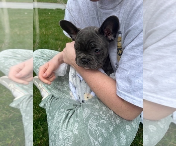 Medium Photo #1 French Bulldog Puppy For Sale in PORTSMOUTH, RI, USA