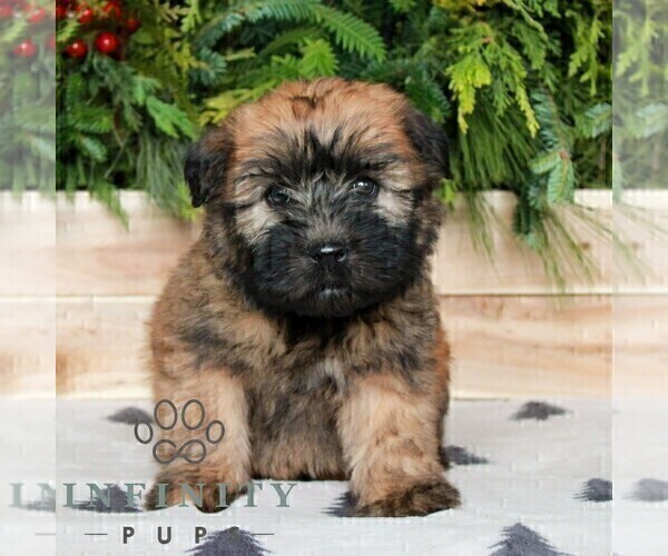 Medium Photo #1 Soft Coated Wheaten Terrier Puppy For Sale in LITITZ, PA, USA