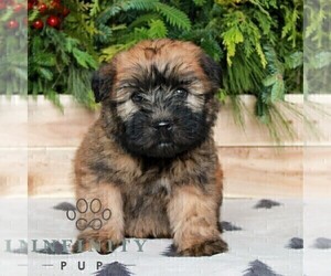 Soft Coated Wheaten Terrier Puppy for sale in LITITZ, PA, USA