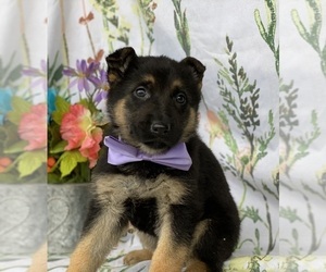 German Shepherd Dog Puppy for sale in LANCASTER, PA, USA