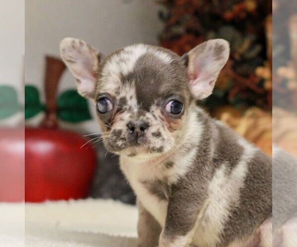 Medium Photo #1 French Bulldog Puppy For Sale in EAST EARL, PA, USA