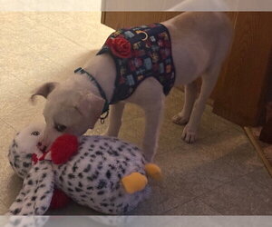 Blazer - Male Mutt Dog for Adoption - Photo #6