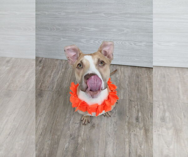 Medium Photo #21 Mutt Puppy For Sale in Murfreesboro, NC, USA