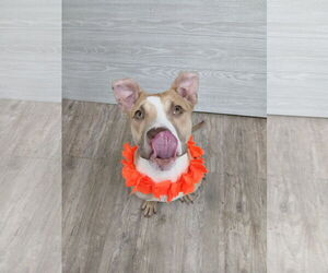 Marley - Male Mutt Dog for Adoption - Photo #21