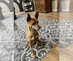 Chihuahua-Unknown Mix Dogs for adoption in Banning, CA, USA