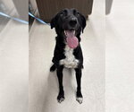 Small #2 Pointer-Siberian Husky Mix