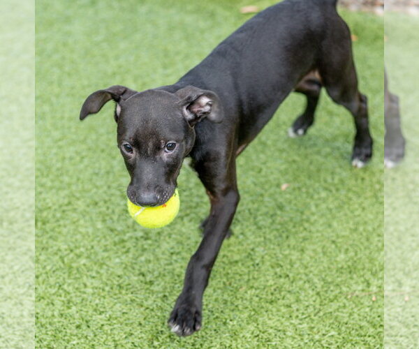 Medium Photo #3 Labrador Retriever-Unknown Mix Puppy For Sale in Hilton Head, SC, USA