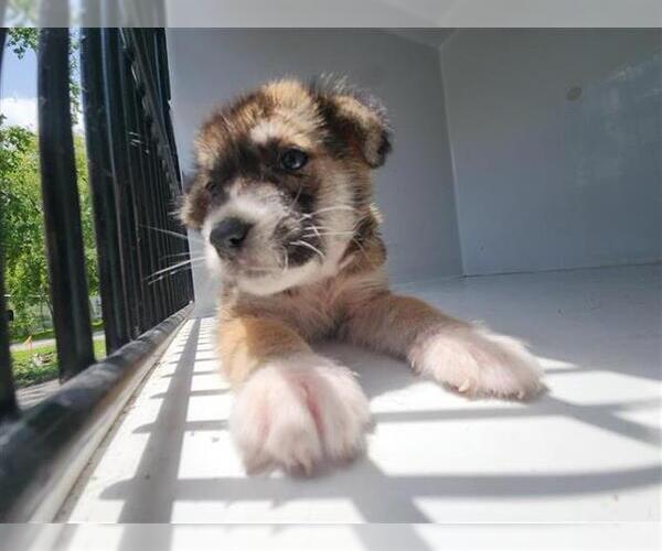 Medium Photo #1 German Shepherd Dog-Unknown Mix Puppy For Sale in Houston, TX, USA