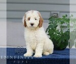 Small #3 Goldendoodle