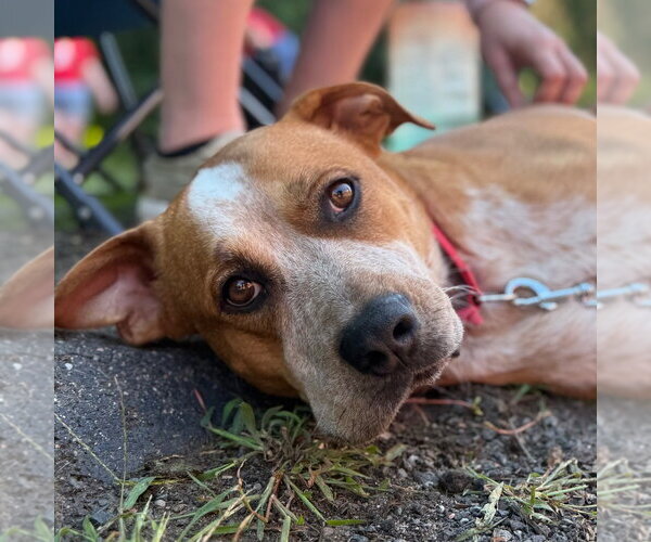 Medium Photo #5 Mutt Puppy For Sale in Canton, CT, USA