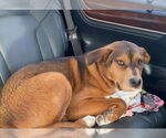 Small #3 Labrador Retriever Mix