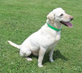Small Photo #3 Labrador Retriever Puppy For Sale in VEEDERSBURG, IN, USA
