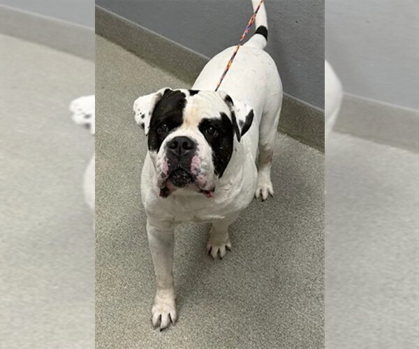 Medium Photo #1 Bulldog-Unknown Mix Puppy For Sale in Las Vegas, NV, USA