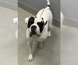Bulldog-Unknown Mix Dogs for adoption in Las Vegas, NV, USA