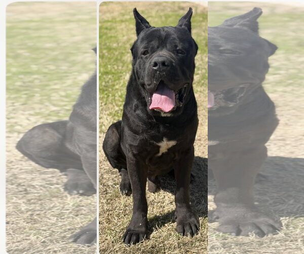 Medium Photo #2 Mutt Puppy For Sale in Goodyear, AZ, USA