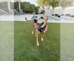 Small #1 American Pit Bull Terrier Mix