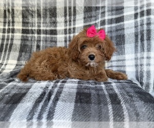 Cavapoo Puppy for sale in LAKELAND, FL, USA