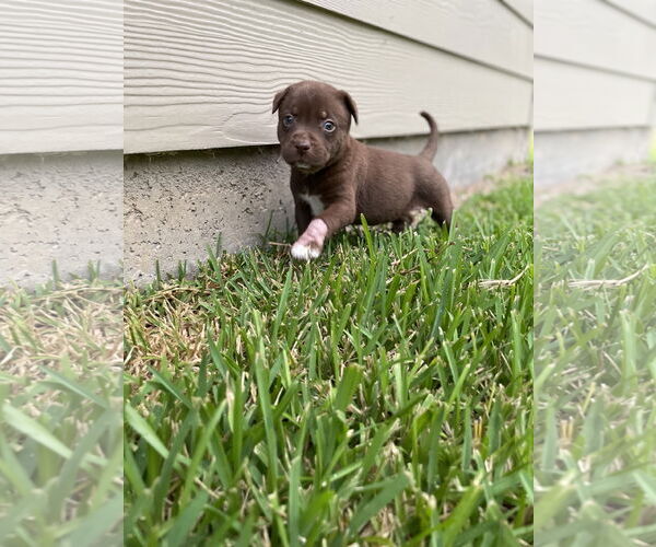 Medium Photo #4 Labrador Retriever-Unknown Mix Puppy For Sale in The Woodlands, TX, USA