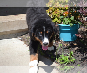 Bernese Mountain Dog Puppy for Sale in GREENWOOD, Wisconsin USA