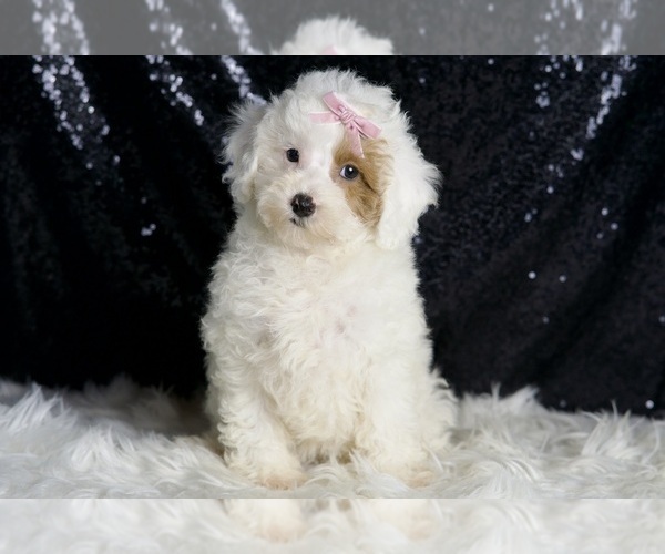 Medium Photo #5 Poodle (Miniature) Puppy For Sale in WARSAW, IN, USA