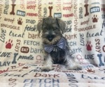 Small #2 Schnauzer (Miniature)