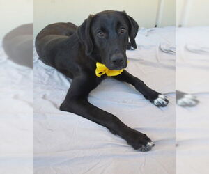 Labrador Retriever-Unknown Mix Dogs for adoption in McKinney, TX, USA