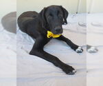 Small Labrador Retriever Mix