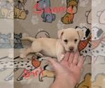 Small #26 Chizer