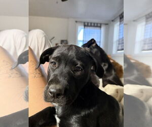 Labrador Retriever-Unknown Mix Dogs for adoption in Fort Collins, CO, USA