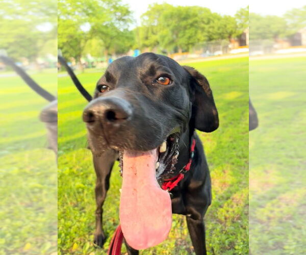Medium Photo #5 Mutt Puppy For Sale in Minneapolis, MN, USA