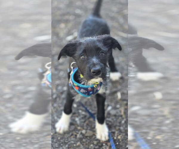 Medium Photo #4 Poodle (Standard)-Unknown Mix Puppy For Sale in Clarkston, MI, USA