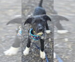 Small #3 Poodle (Standard) Mix