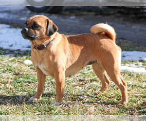 Jug-Pug Mix Puppy for sale in LIBERTY, KY, USA
